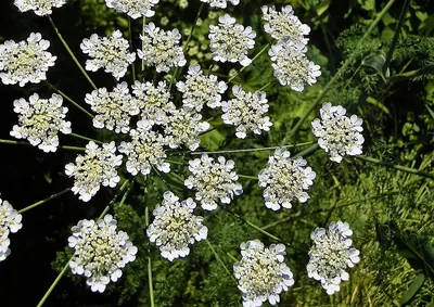 Bishop's goutweed