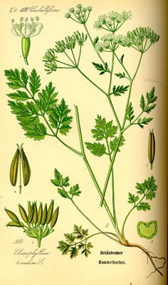 Rough chervil