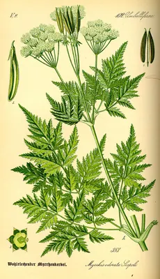 Cicely