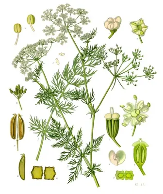 Wild caraway