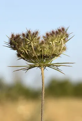 Wild Carrot
