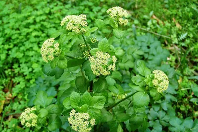 Alexanders
