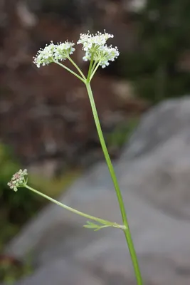 Gray's licorice-root