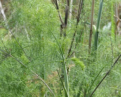 Fennel