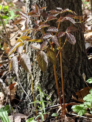 Wild sarsaparilla