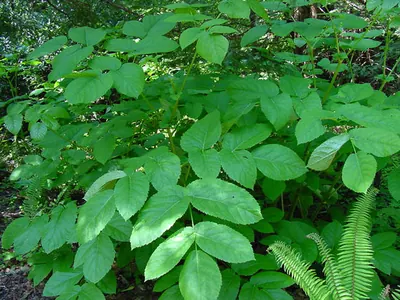 California spikenard