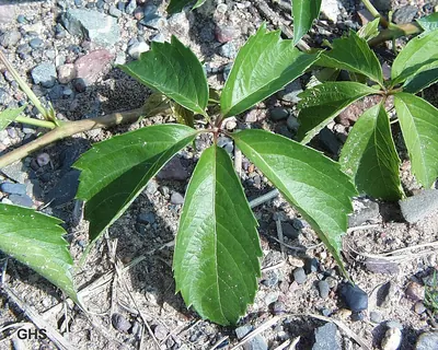Virginia creeper