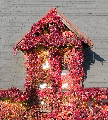 Japanese Creeper