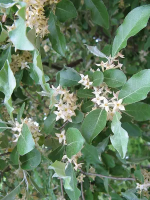 Autumn olive