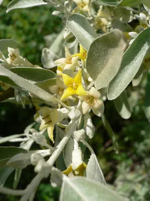 Russian silverberry