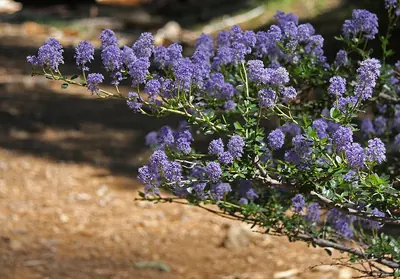 Littleleaf ceanothus