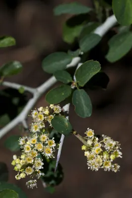Whitethorn ceanothus