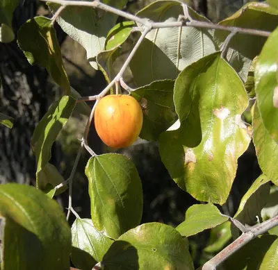 Indian jujube