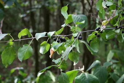 Buckthorn