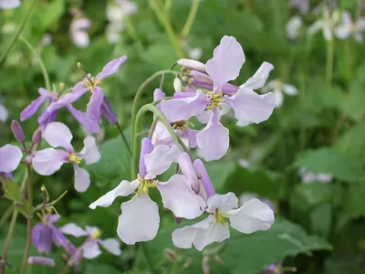Orychophragmus violaceus