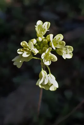 Biscutella didyma