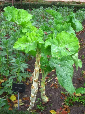 Wild Mustard