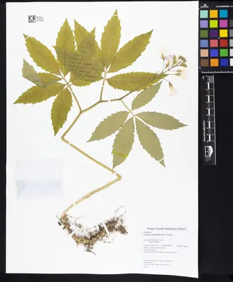 Cardamine heptaphylla