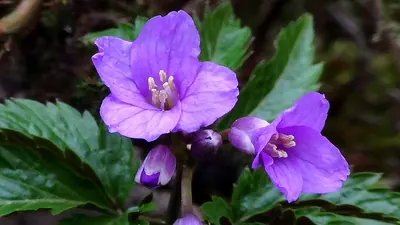 Cardamine glanduligera