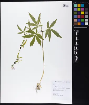 Coralroot bittercress