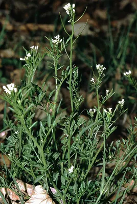 Wavy Bittercress
