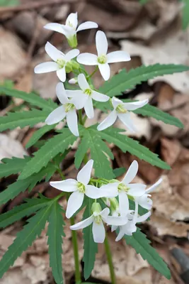 Cutleaf toothwort