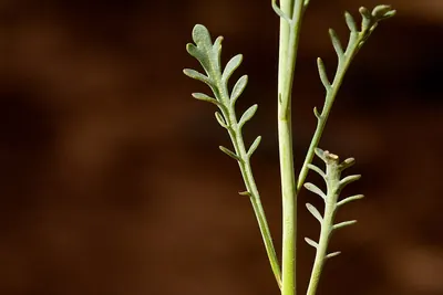 Sisymbrium linifolium