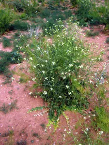 Tall tumblemustard