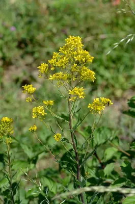 Sisymbrium strictissimum