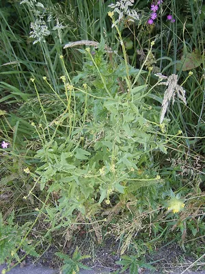 Hedgemustard