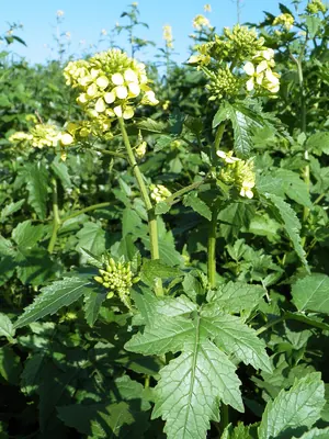 White mustard