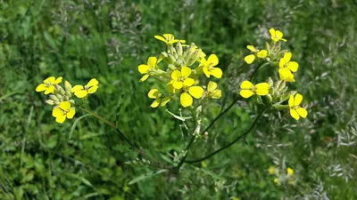 Diffuse wallflower