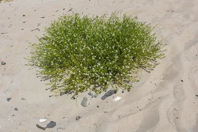 Sea Rocket