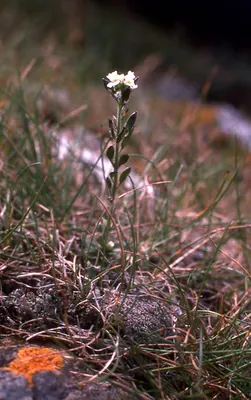 Twisted draba