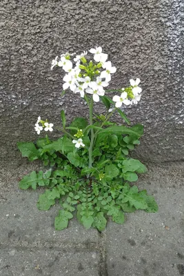 Arabidopsis arenosa
