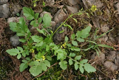 Marsh Cress