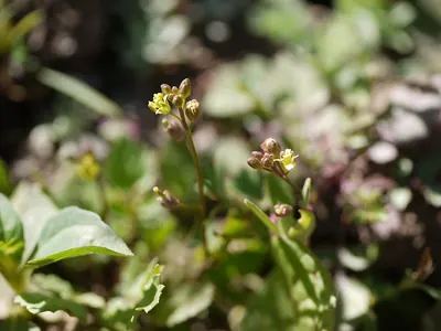Variableleaf yellowcress