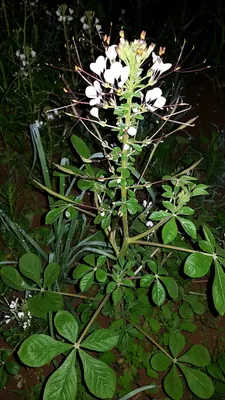 Gynandropsis gynandra