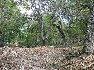 Persian Walnut