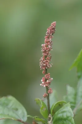 Asian copperleaf