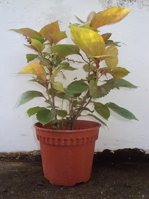 Acalypha wilkesiana