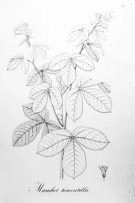 Manihot tripartita