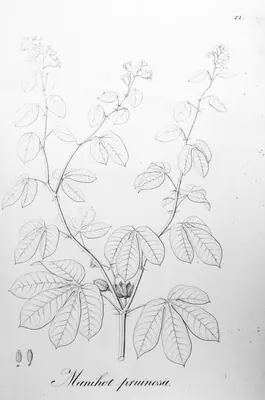 Manihot pruinosa