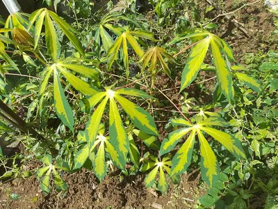 Bitter Cassava