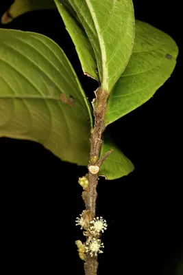 Chirinda chestnutleaf