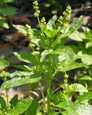 Annual mercury