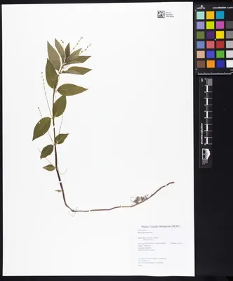 Dog's mercury
