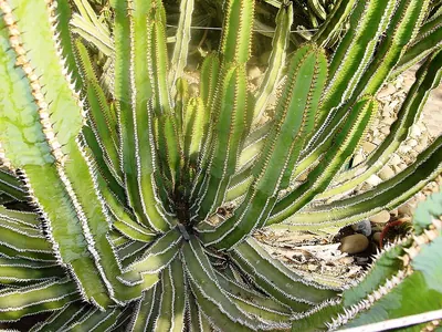 Crown of thorns