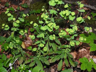 Wood Spurge