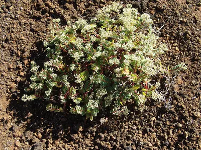Ascension spurge